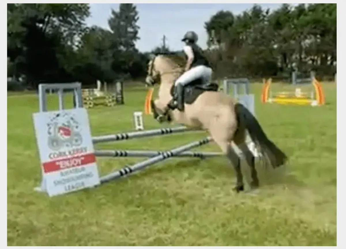 Eye-catching Class 1 Dun Connemara Mare - Image 1