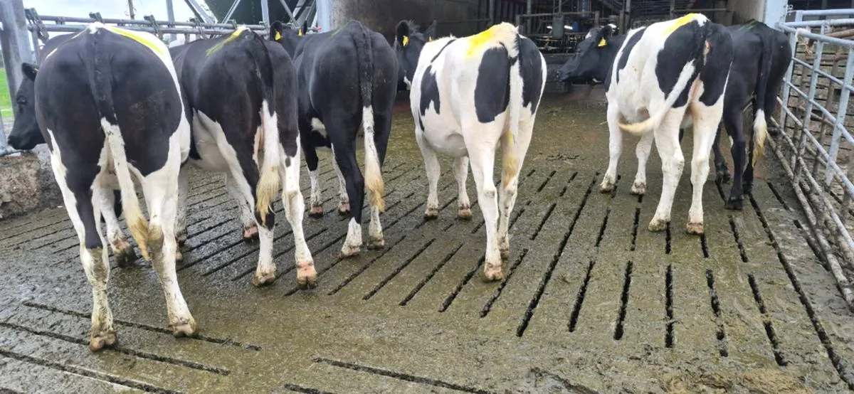 6 Incalf Dairy Heifers & 15 Dairy weanlings - Image 2