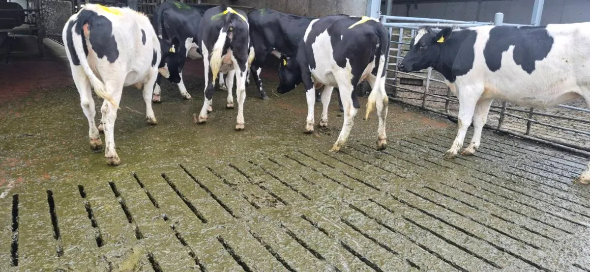 6 Incalf Dairy Heifers & 15 Dairy weanlings - Image 3