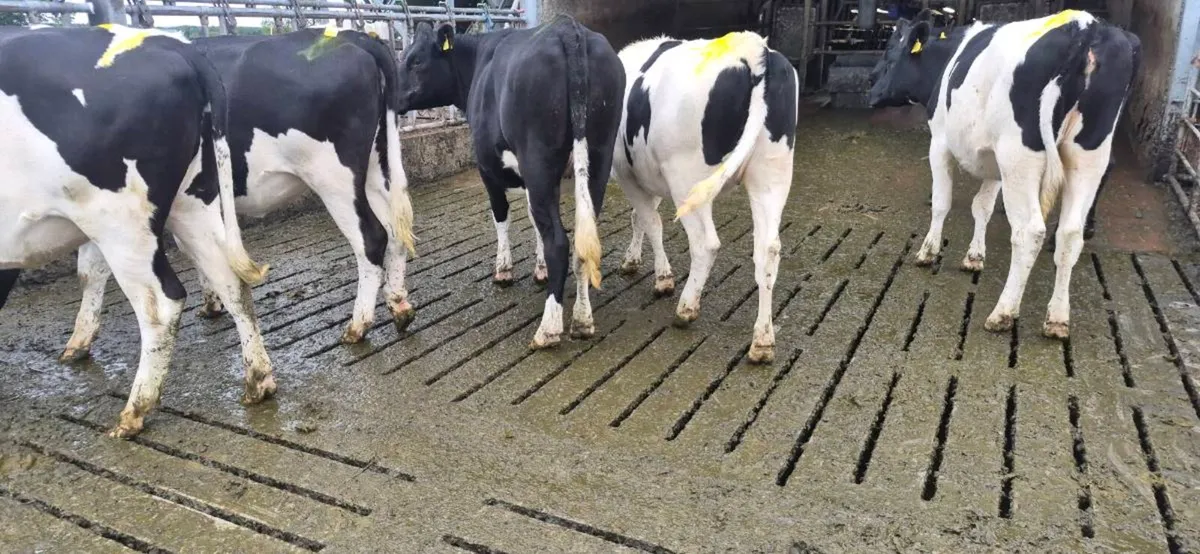 6 Incalf Dairy Heifers & 15 Dairy weanlings - Image 4