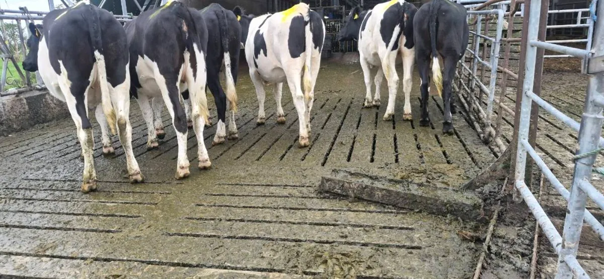 6 Incalf Dairy Heifers & 15 Dairy weanlings - Image 1