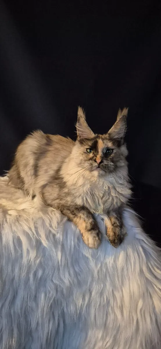 Maine Coon female - Image 1