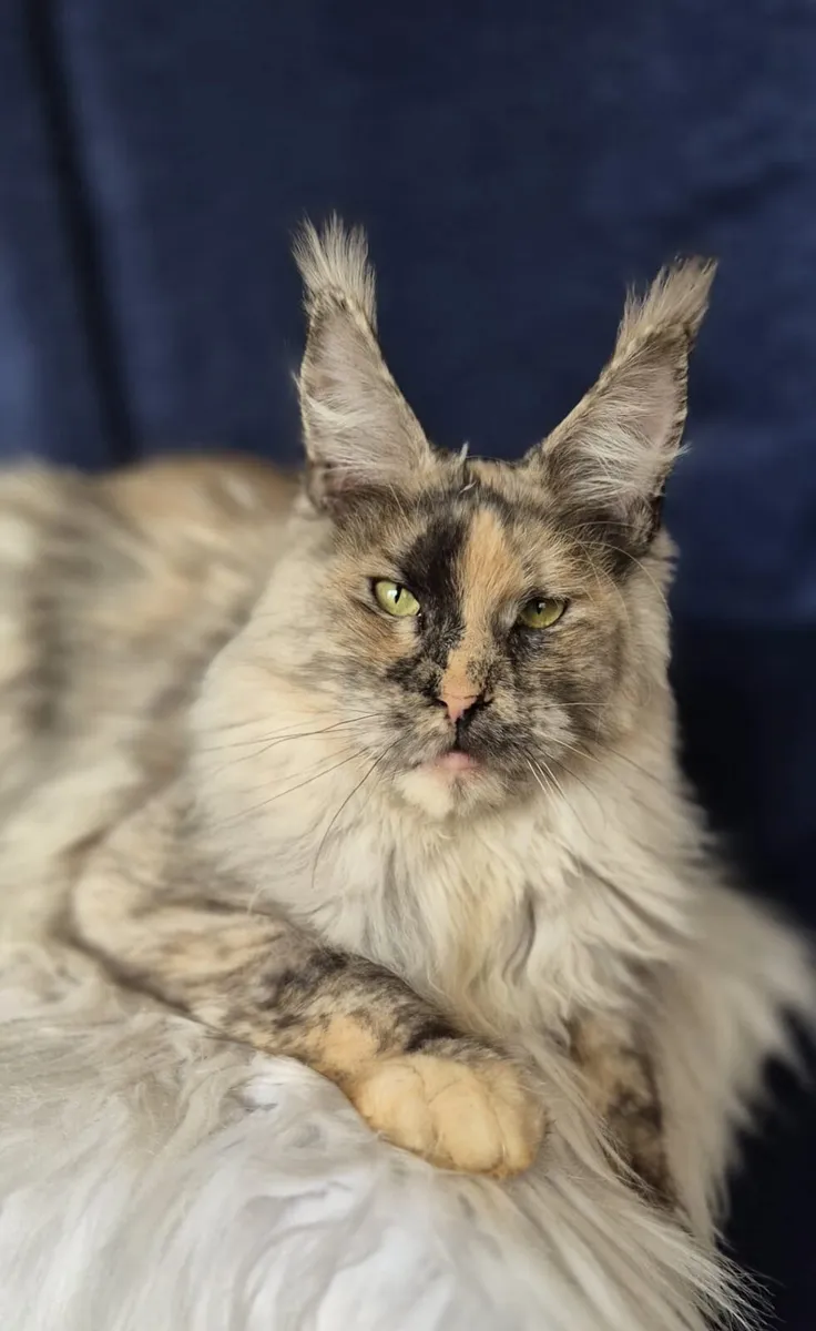 Maine Coon female - Image 2