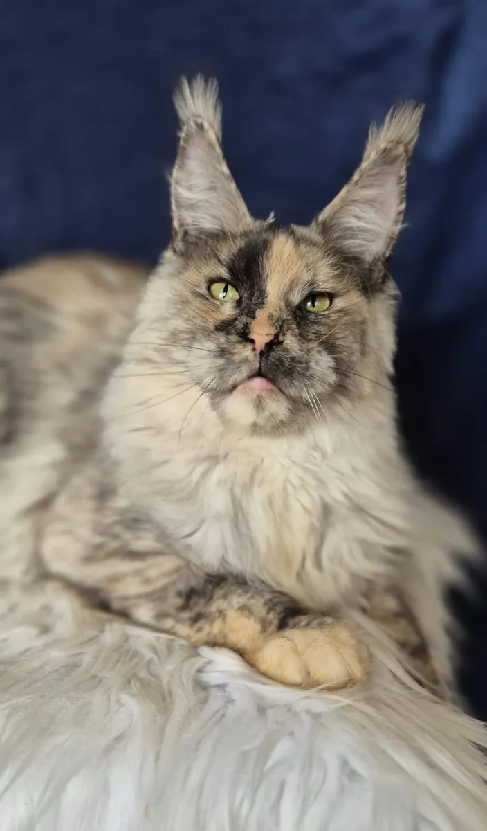 Maine Coon female - Image 3