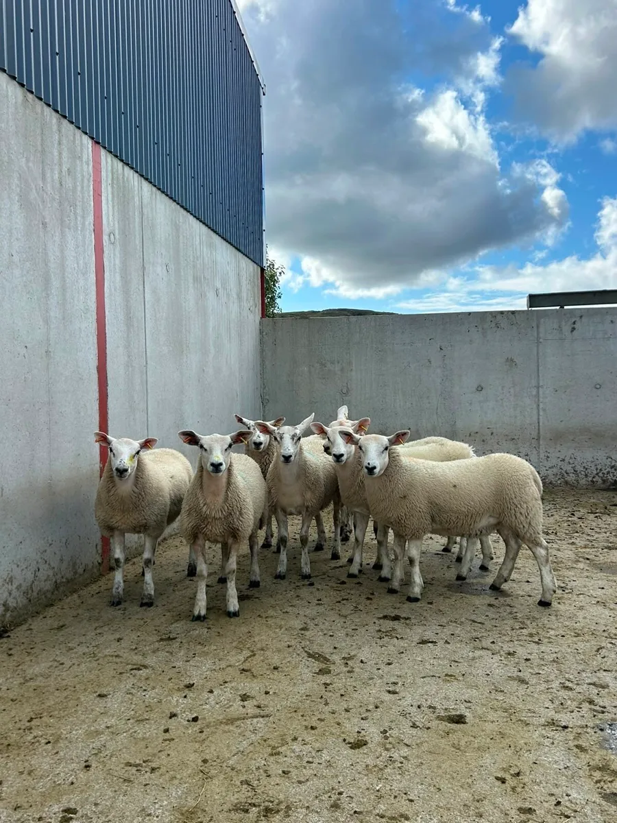 Texel Mule Ewe Lambs - Image 2