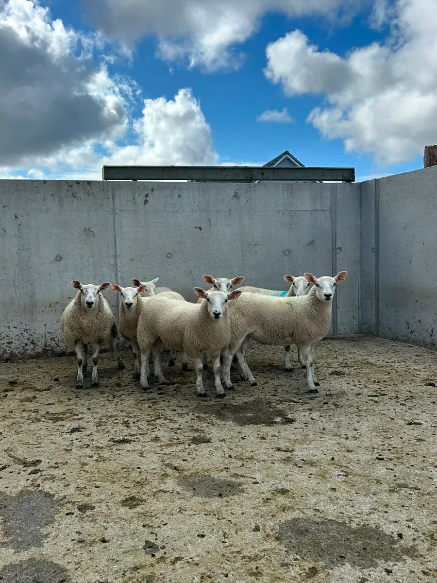 Texel Mule Ewe Lambs - Image 1