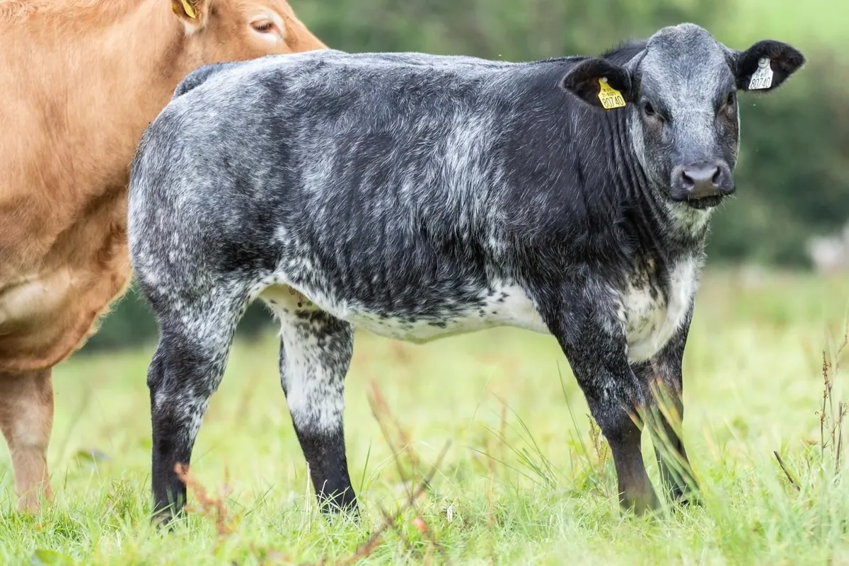 1st place prize belgian blue winner - Image 1