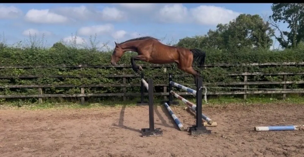 Conticco Gelding - Image 2