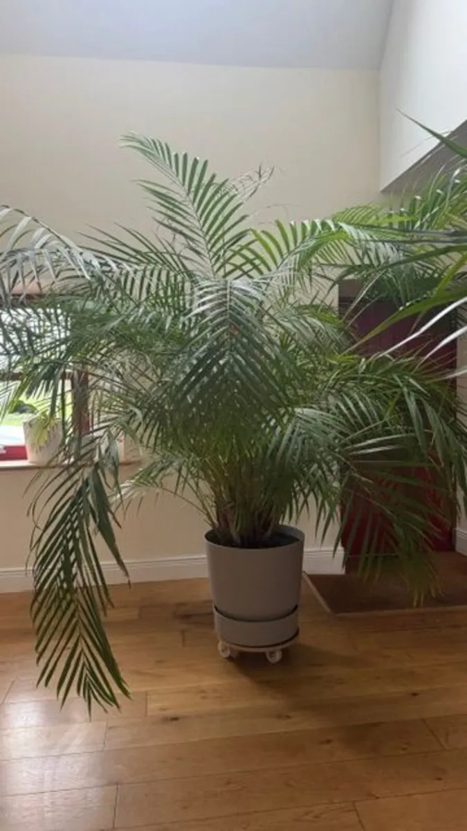 Big House Plant - Image 1