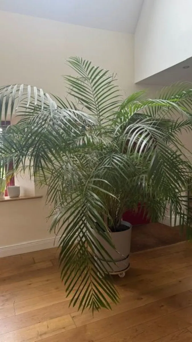 Big House Plant - Image 2