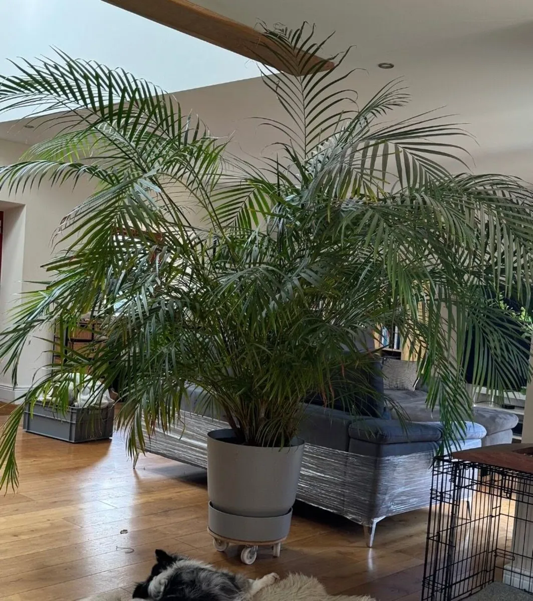 Big House Plant - Image 3