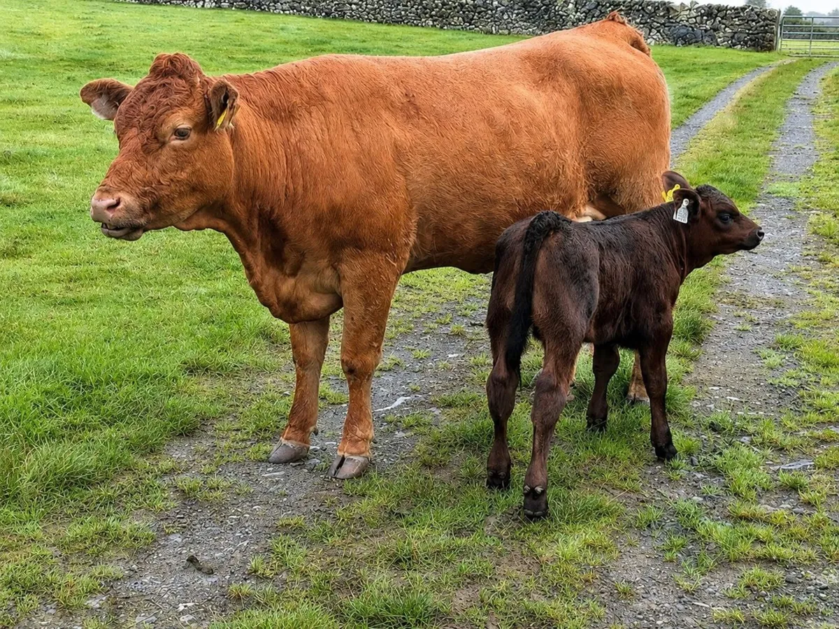 Limousin heifer with her Aberdeen Angus bull calf - Image 2