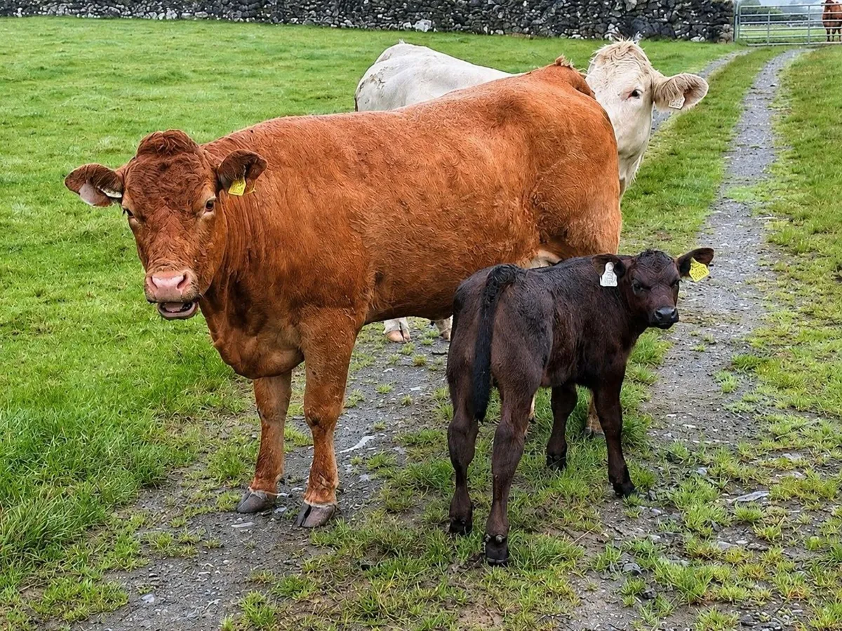 Limousin heifer with her Aberdeen Angus bull calf - Image 3