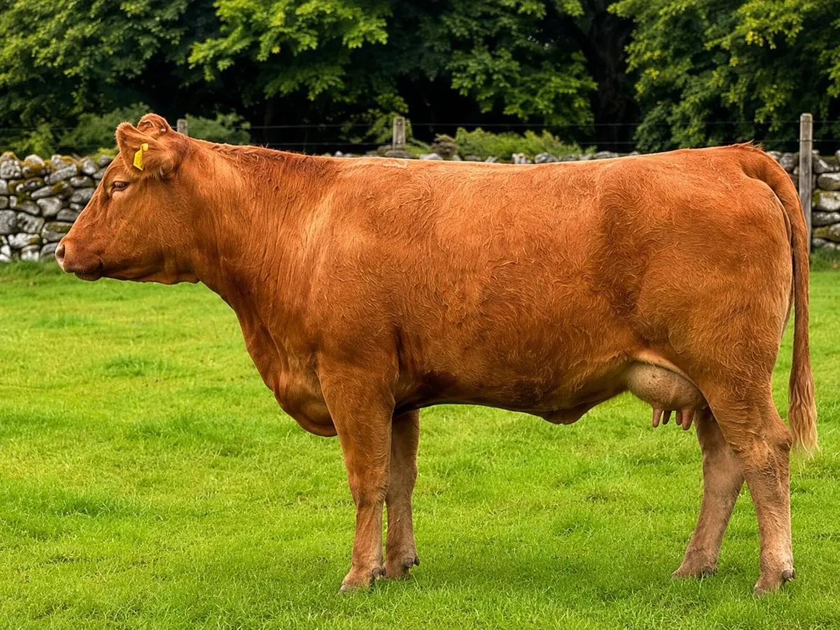 Limousin heifer with her Aberdeen Angus bull calf - Image 4