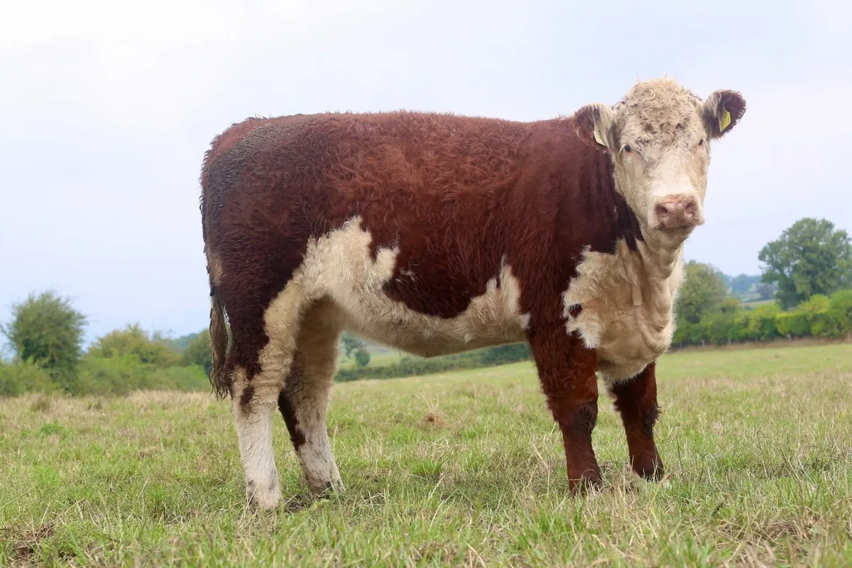 Pedigree Hereford Heifers - Image 3