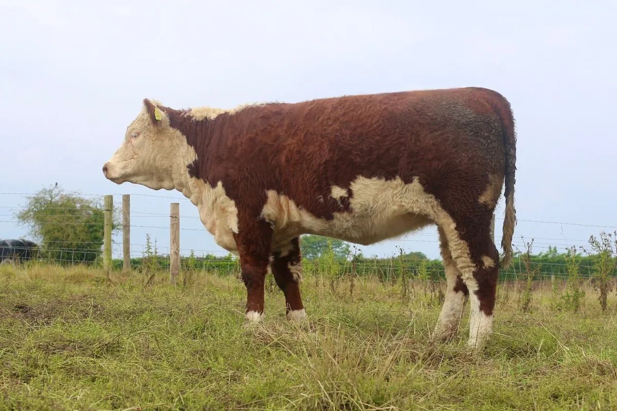 Pedigree Hereford Heifers - Image 4