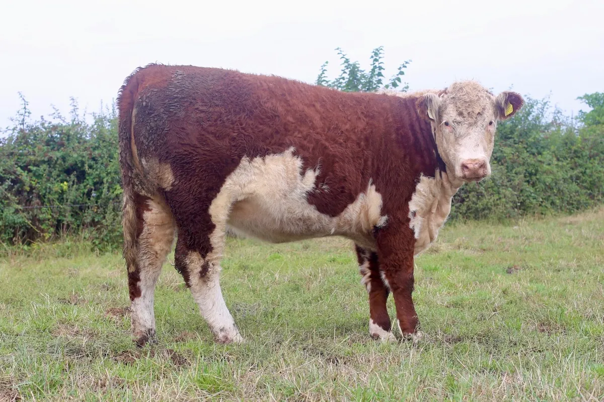 Pedigree Hereford Heifers - Image 1