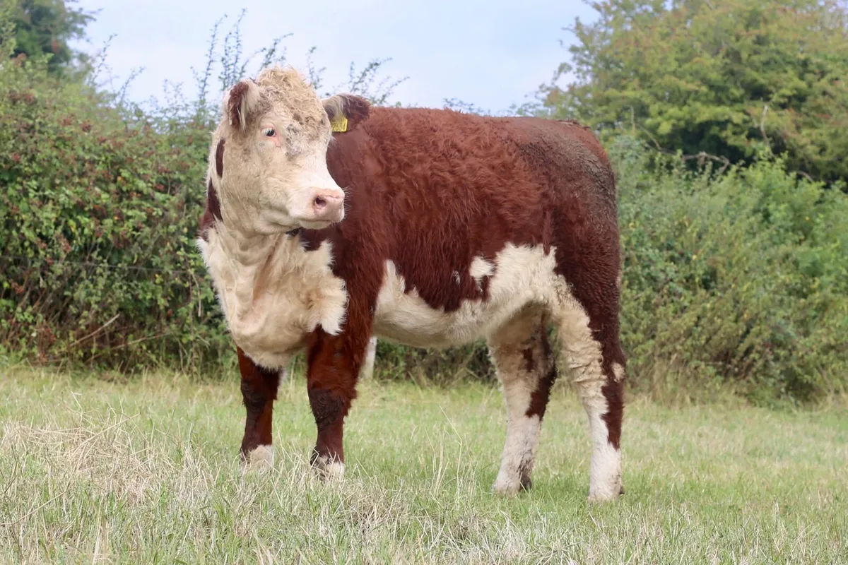 Pedigree Hereford Heifers - Image 2