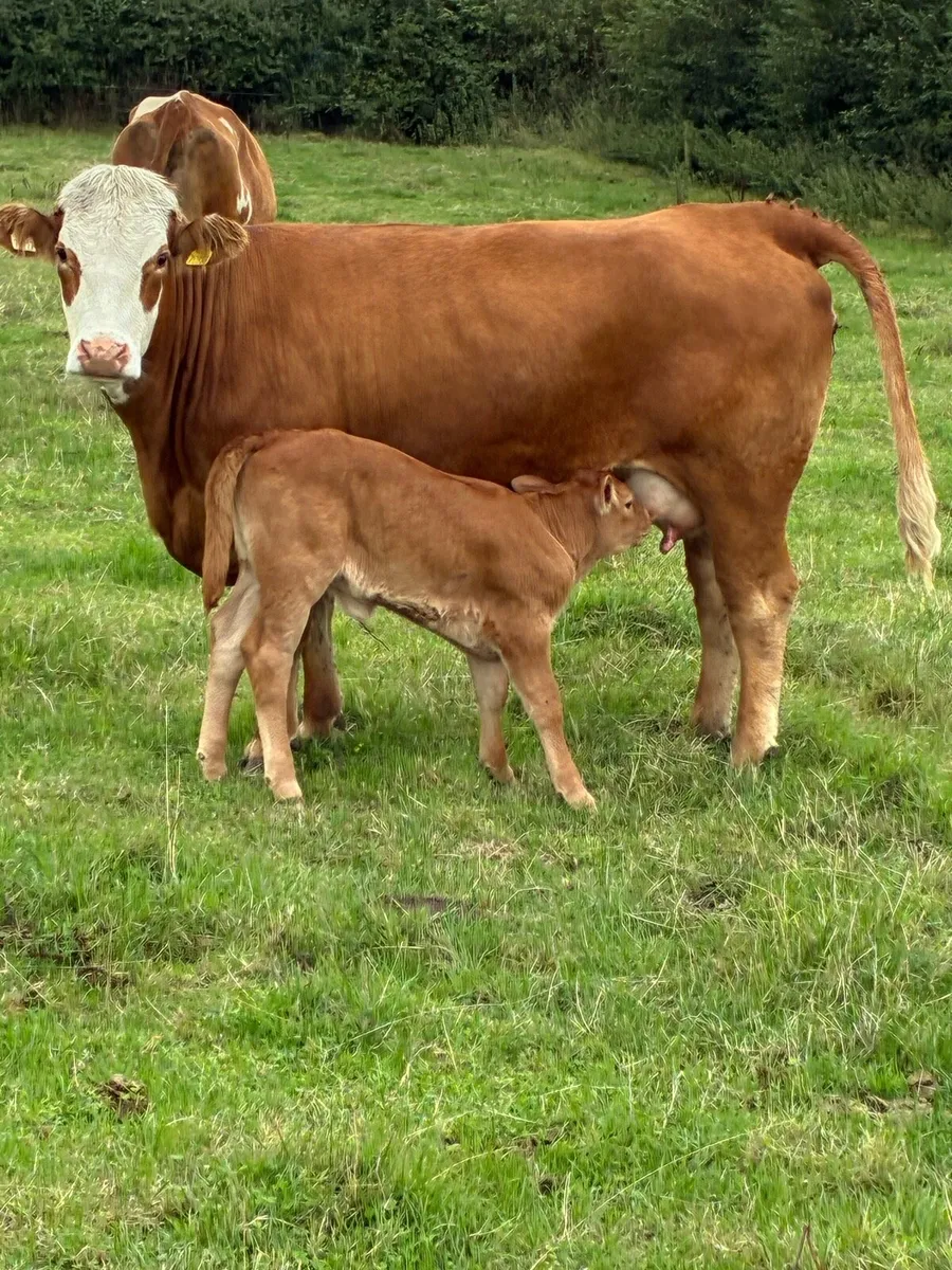 First calved Heiffers - Image 3