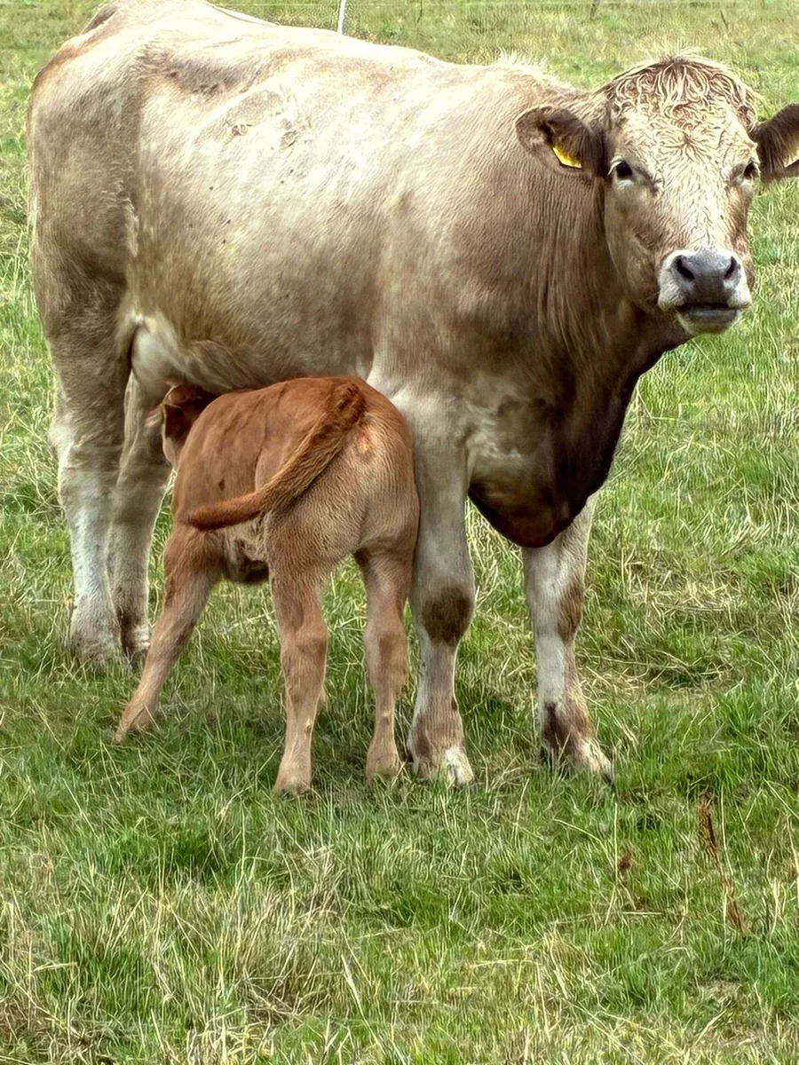First calved Heiffers - Image 1