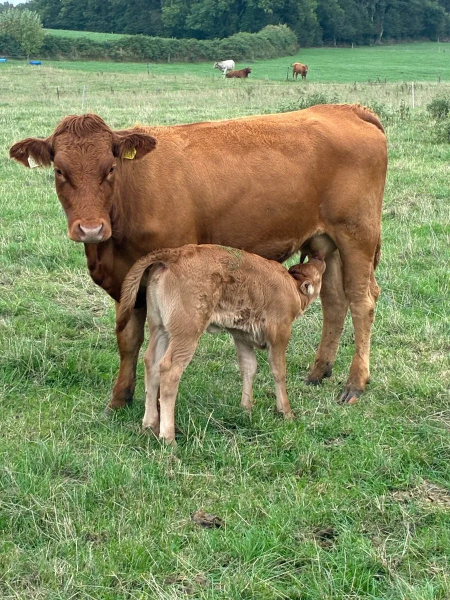 First calved Heiffers - Image 4