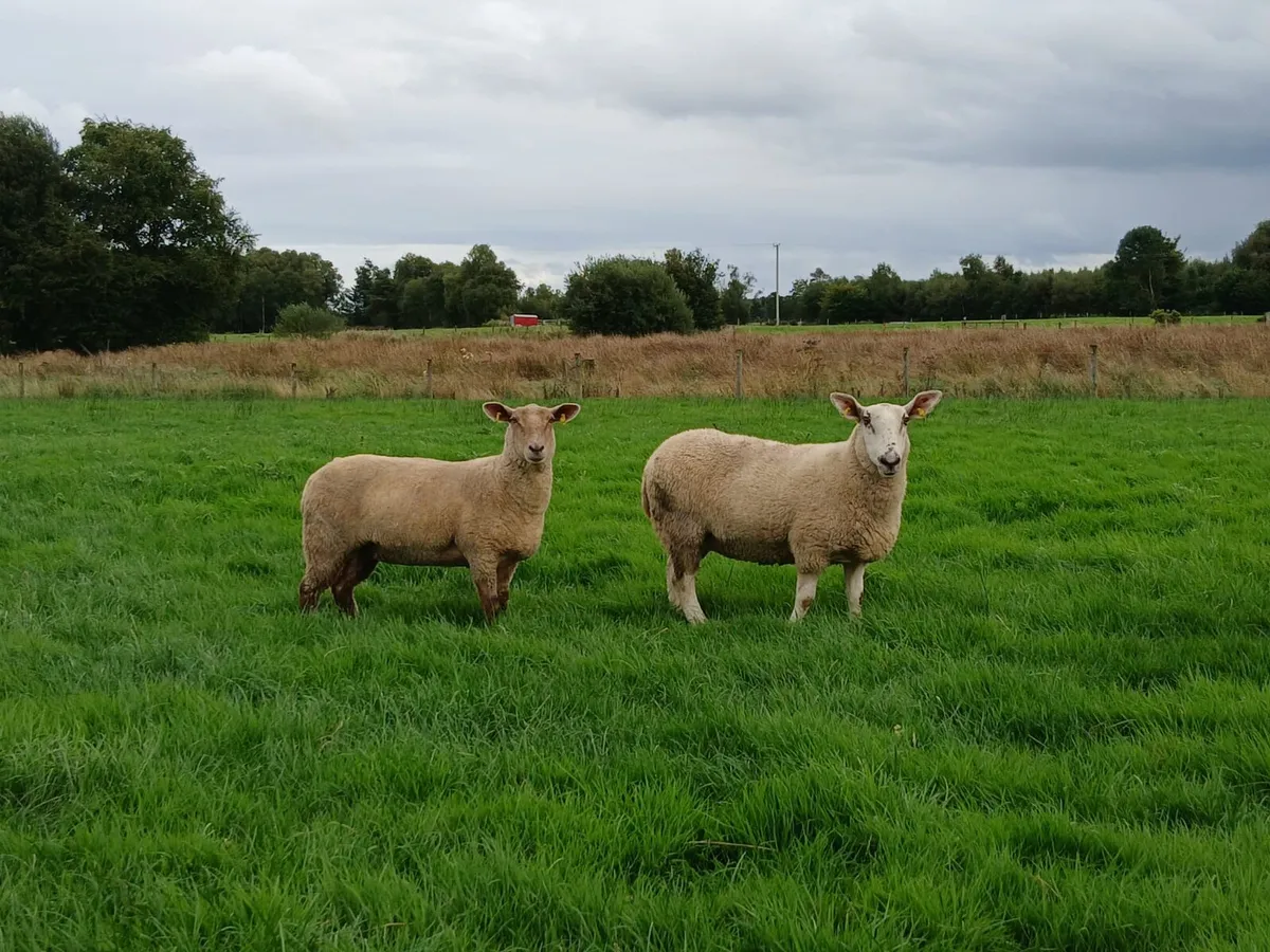 Hoggets - Image 2