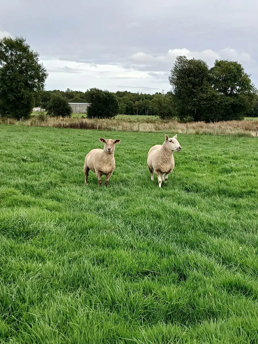 Hoggets - Image 3