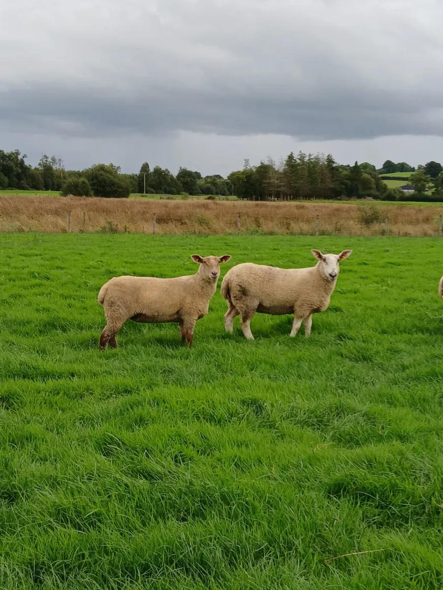 Hoggets - Image 1