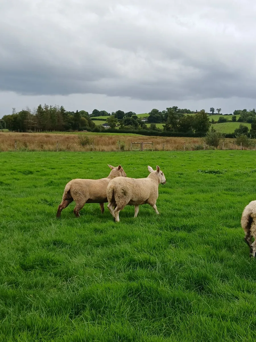 Hoggets - Image 4