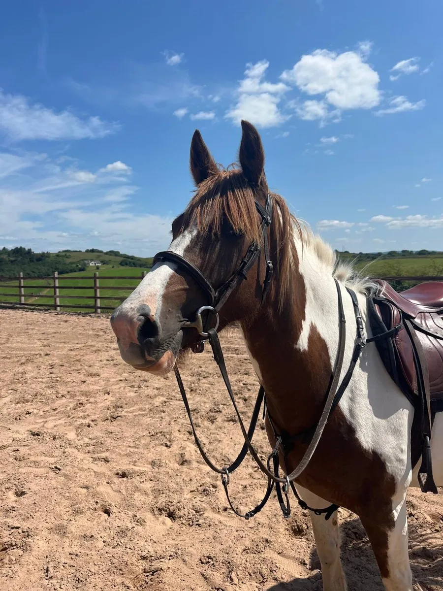 Horse - Image 1