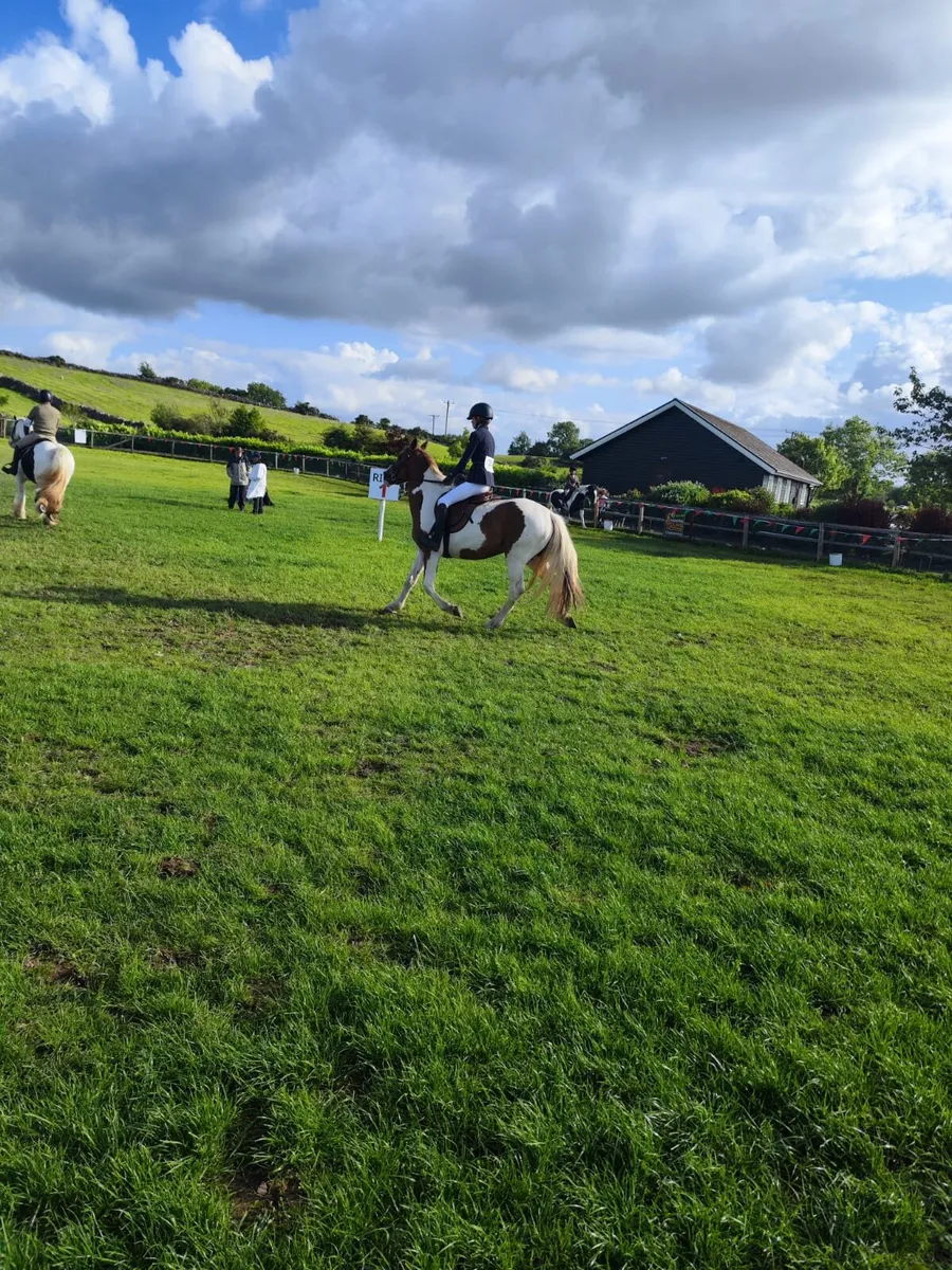 Horse - Image 2