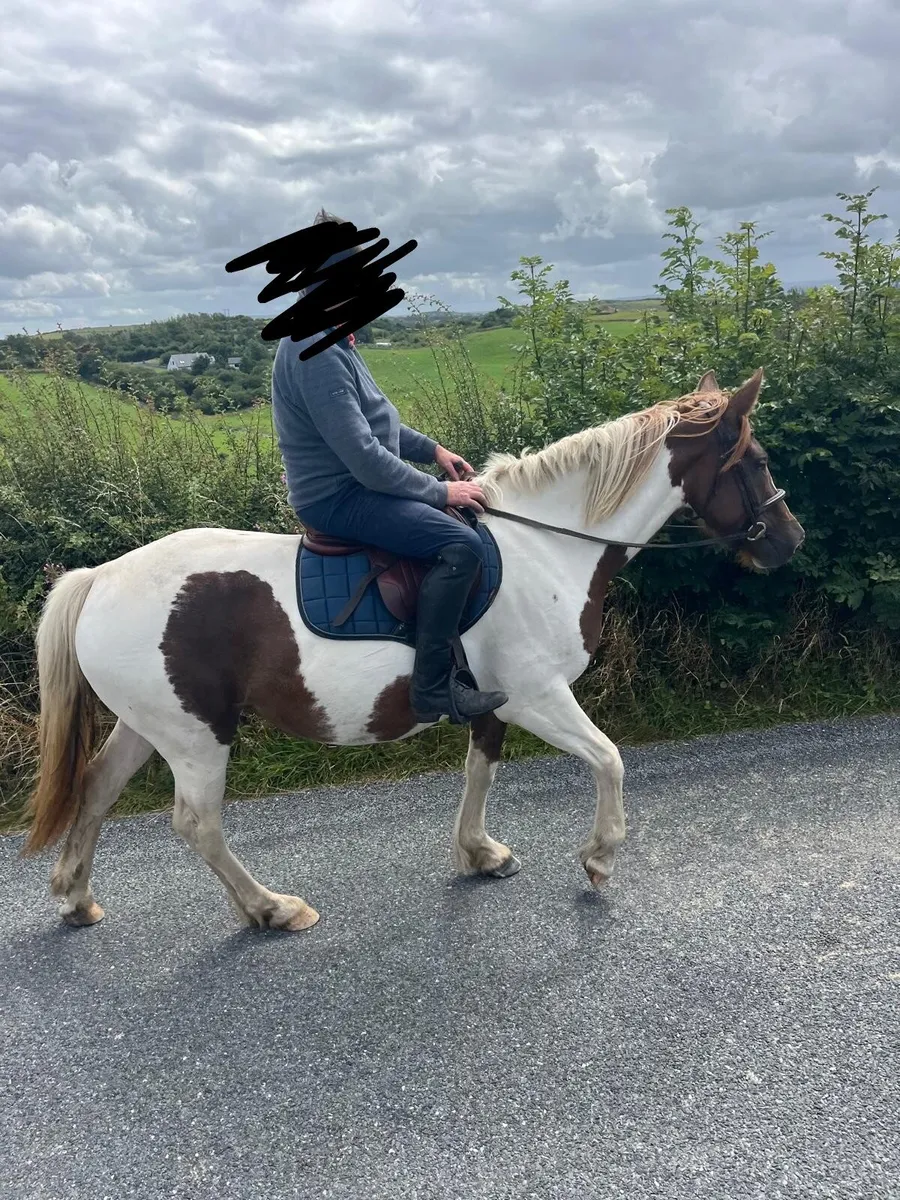 Horse - Image 4