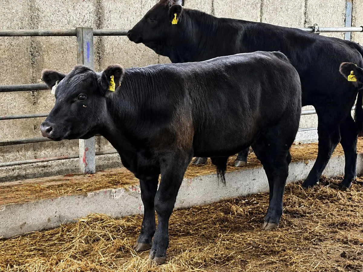 4 High-Star, High-Index Black Angus Weanling Bulls - Image 2