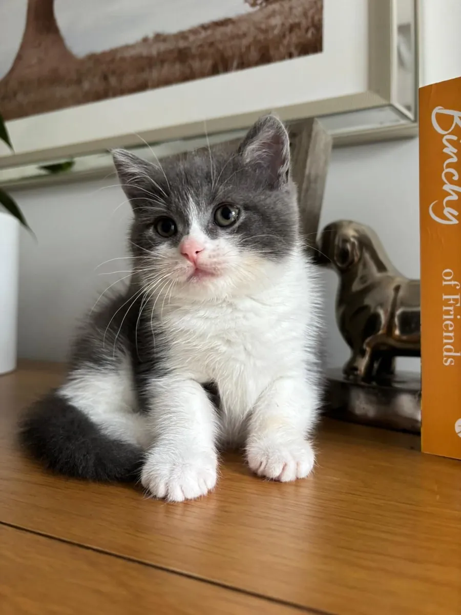 British Blue Kitten - Femail - Image 2