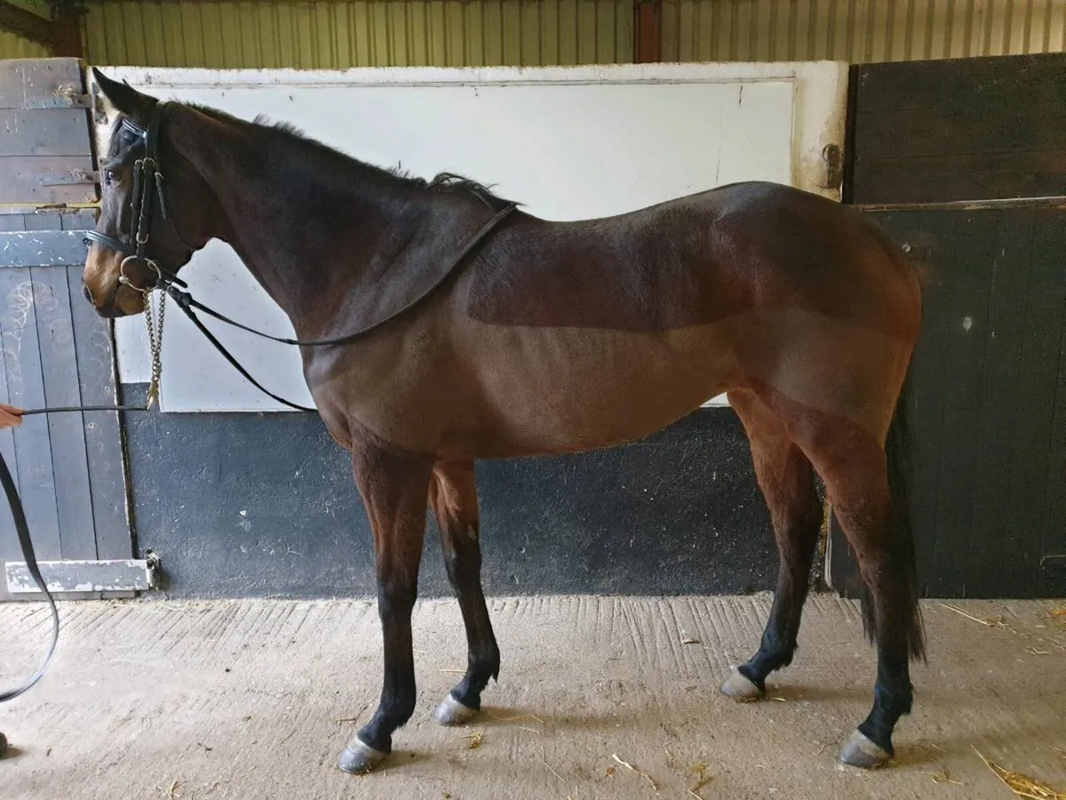 Get you hunter fit at G&M Equine - Image 2