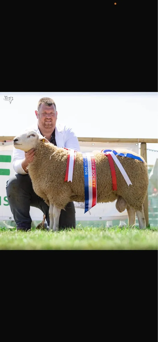 💥CHAMPION BELCLARE RAM LAMB💥 - Image 1