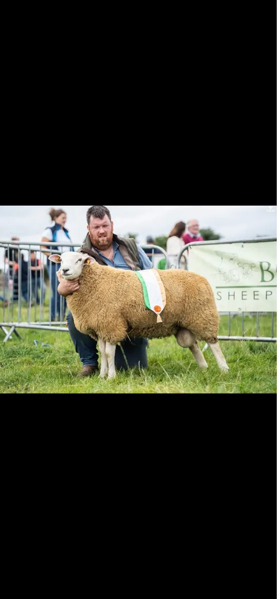 💥CHAMPION BELCLARE RAM LAMB💥 - Image 3