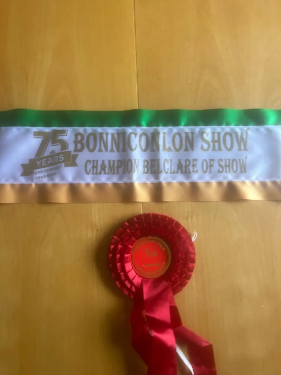 💥CHAMPION BELCLARE RAM LAMB💥 - Image 4