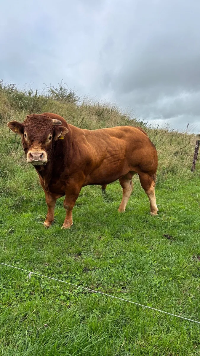 Super quality Limousin Bull for sale - Image 2