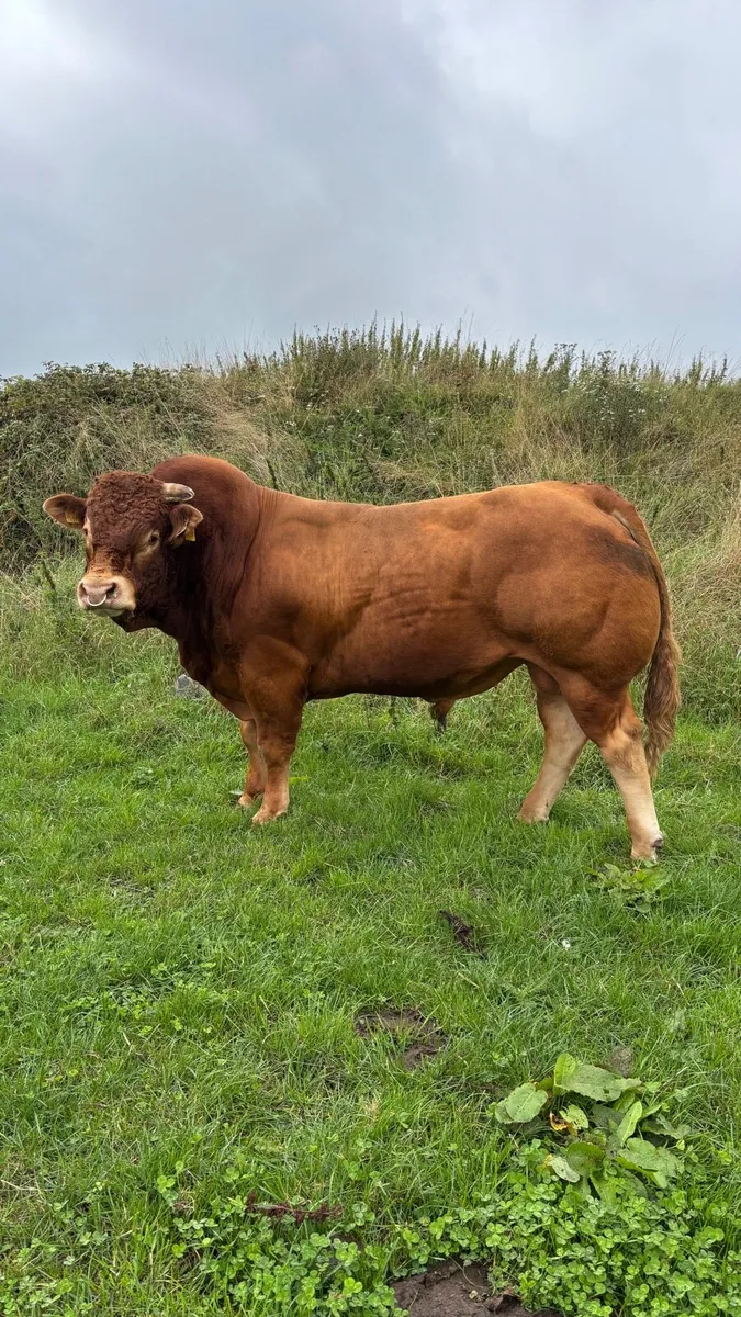 Super quality Limousin Bull for sale - Image 4