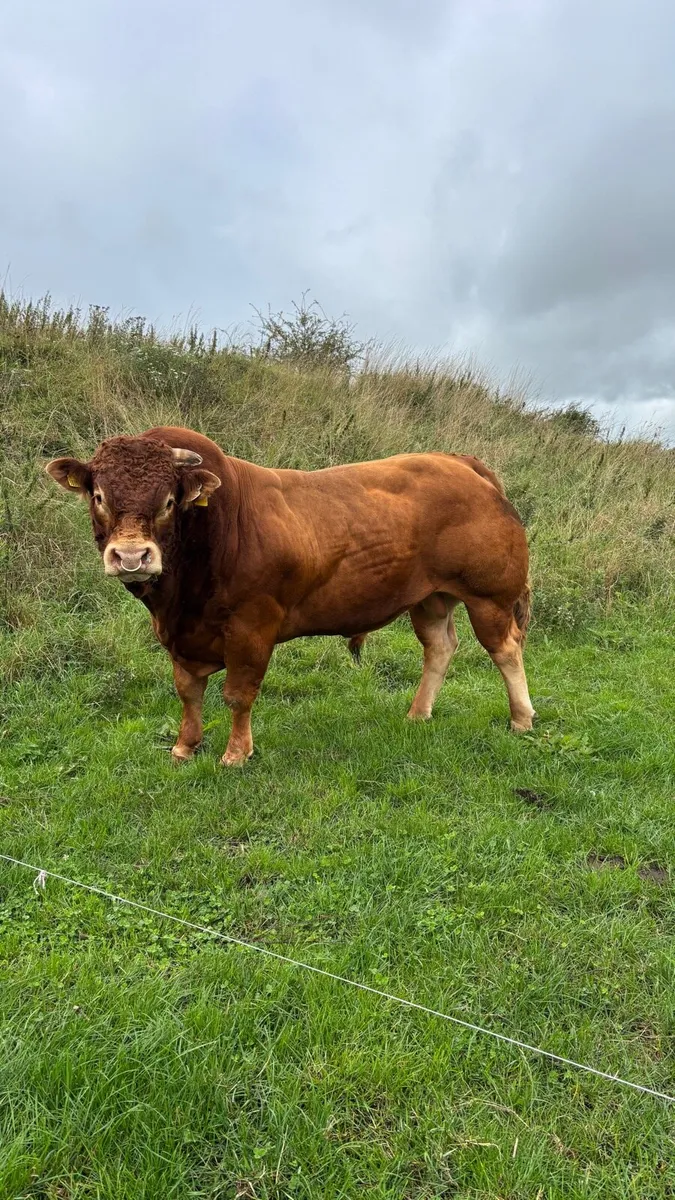 Super quality Limousin Bull for sale - Image 1