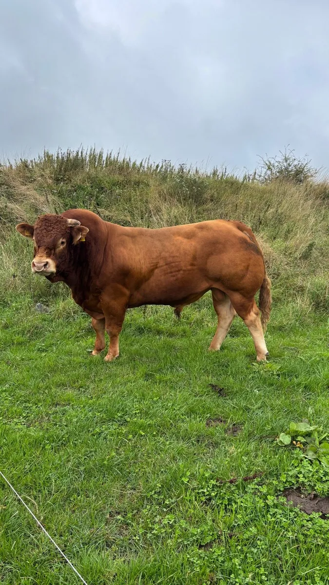 Super quality Limousin Bull for sale - Image 3