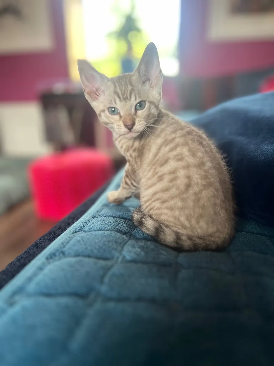 Kitten - Image 1