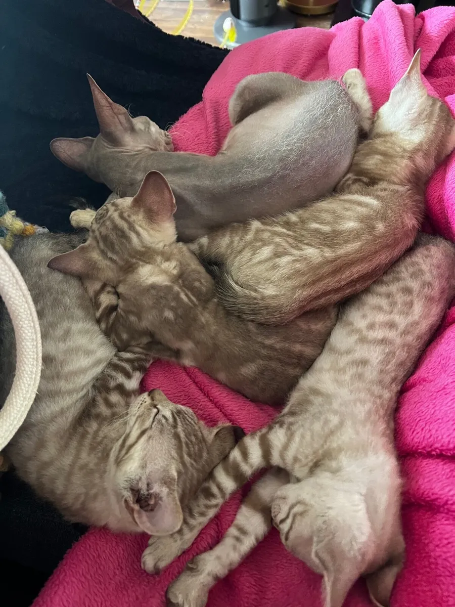 Kitten - Image 2
