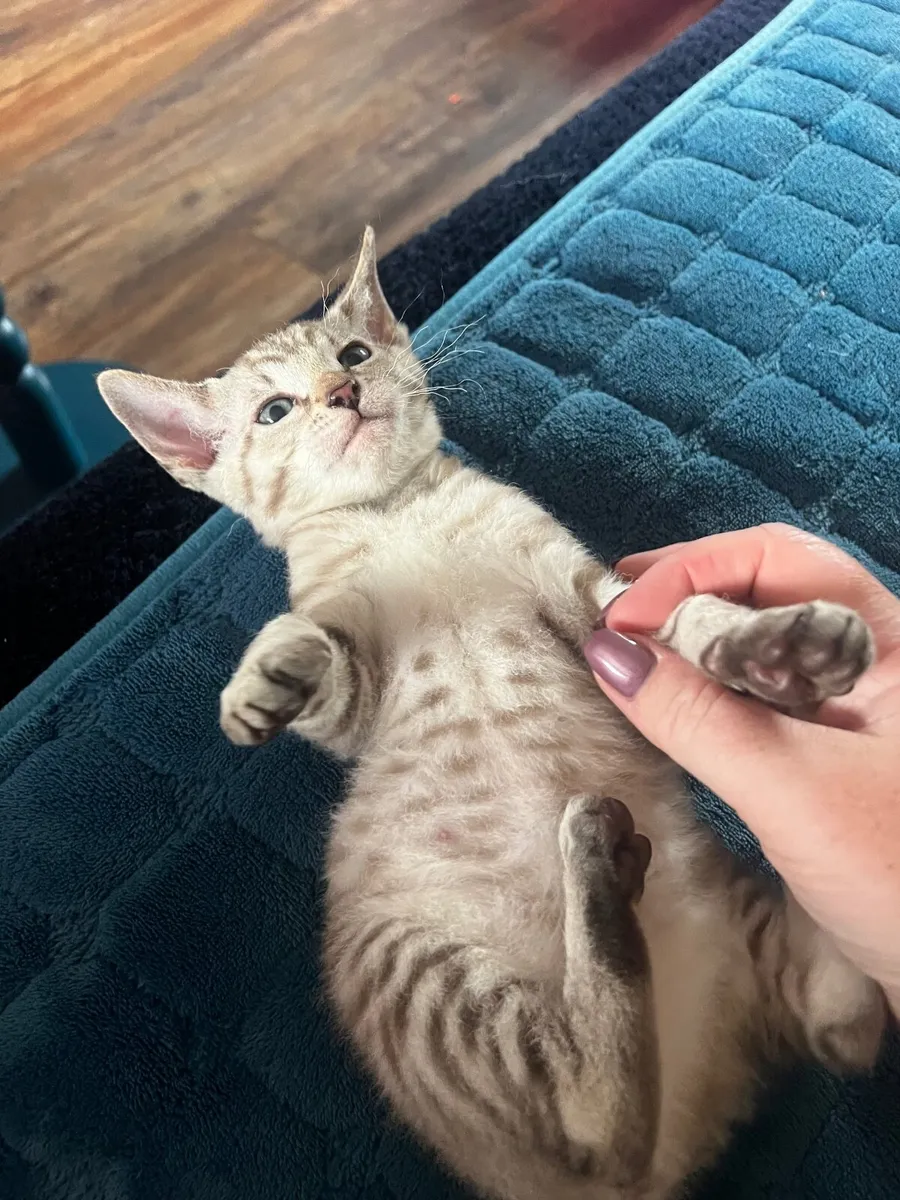 Kitten - Image 3