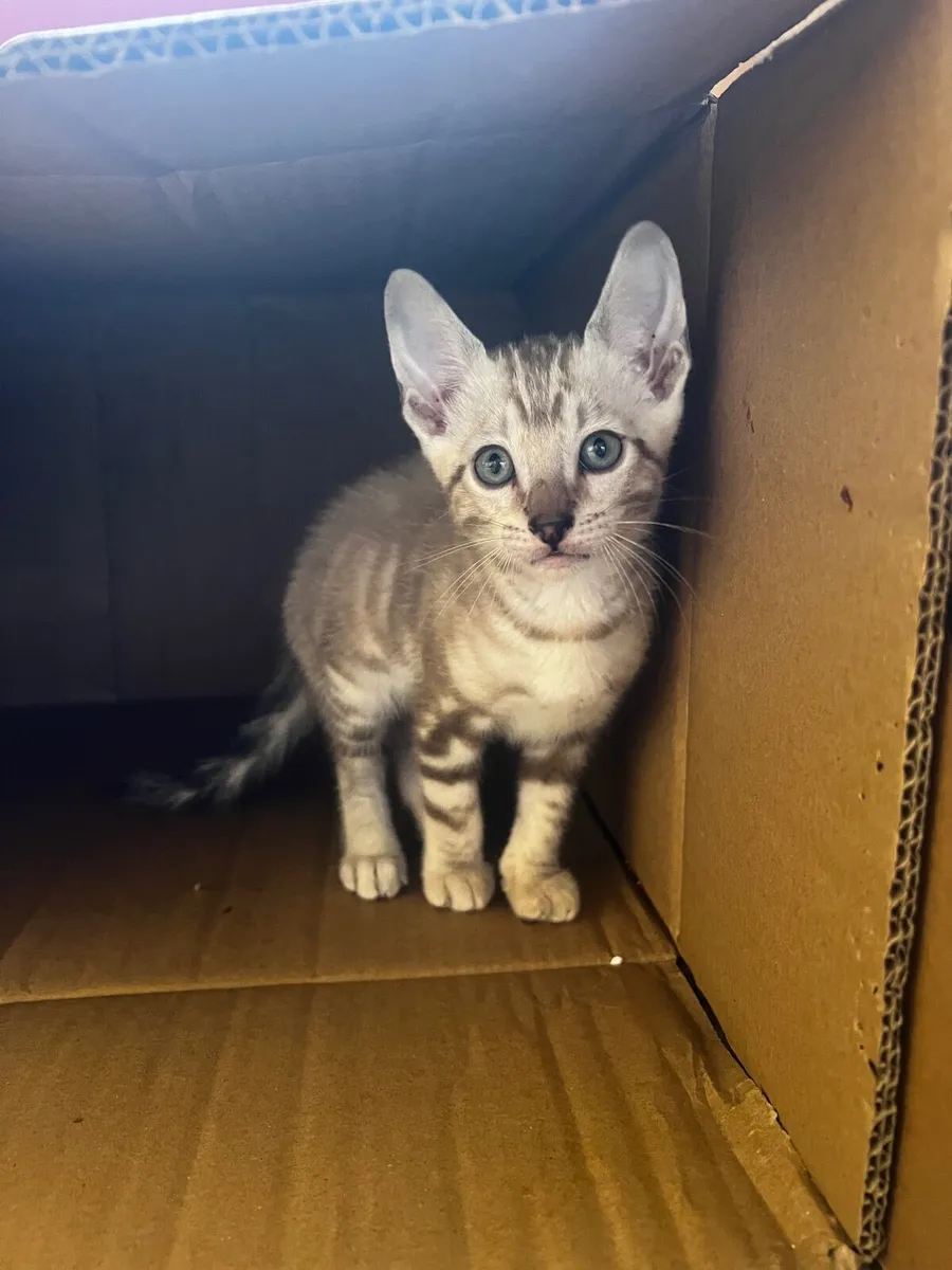 Kitten - Image 4