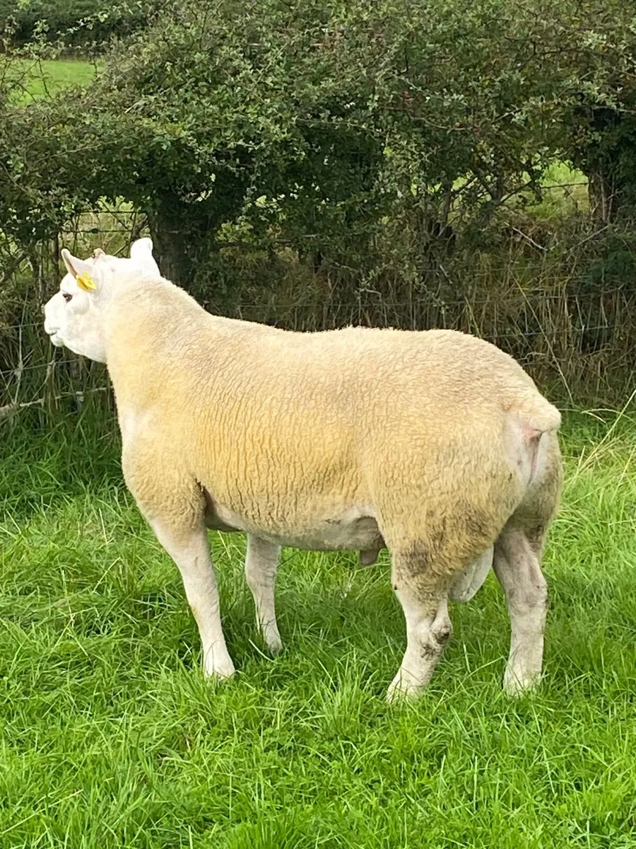 PBR Texel hogget ram - Image 1