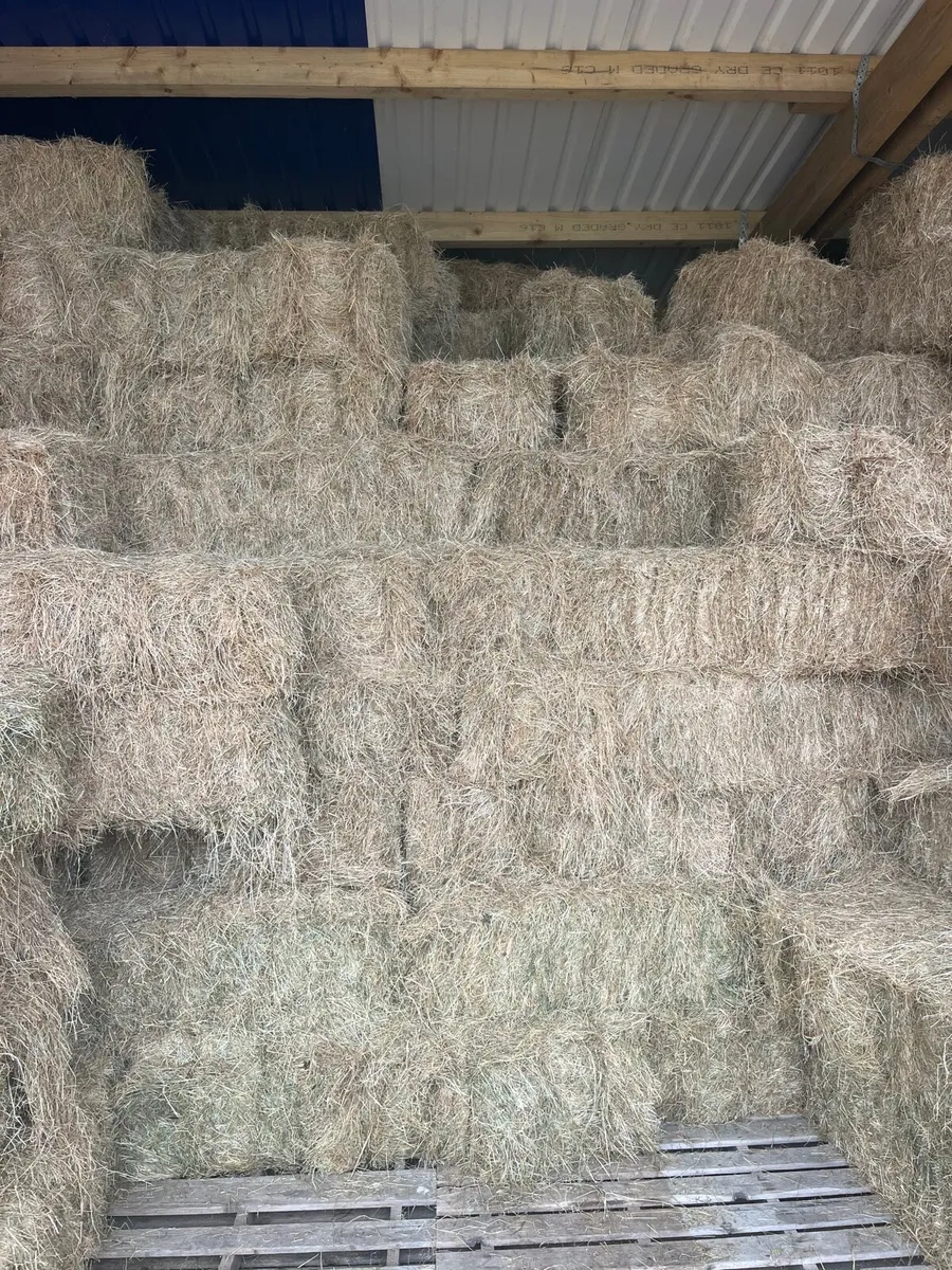 June hay Small Square bales of hay for sale - Image 1