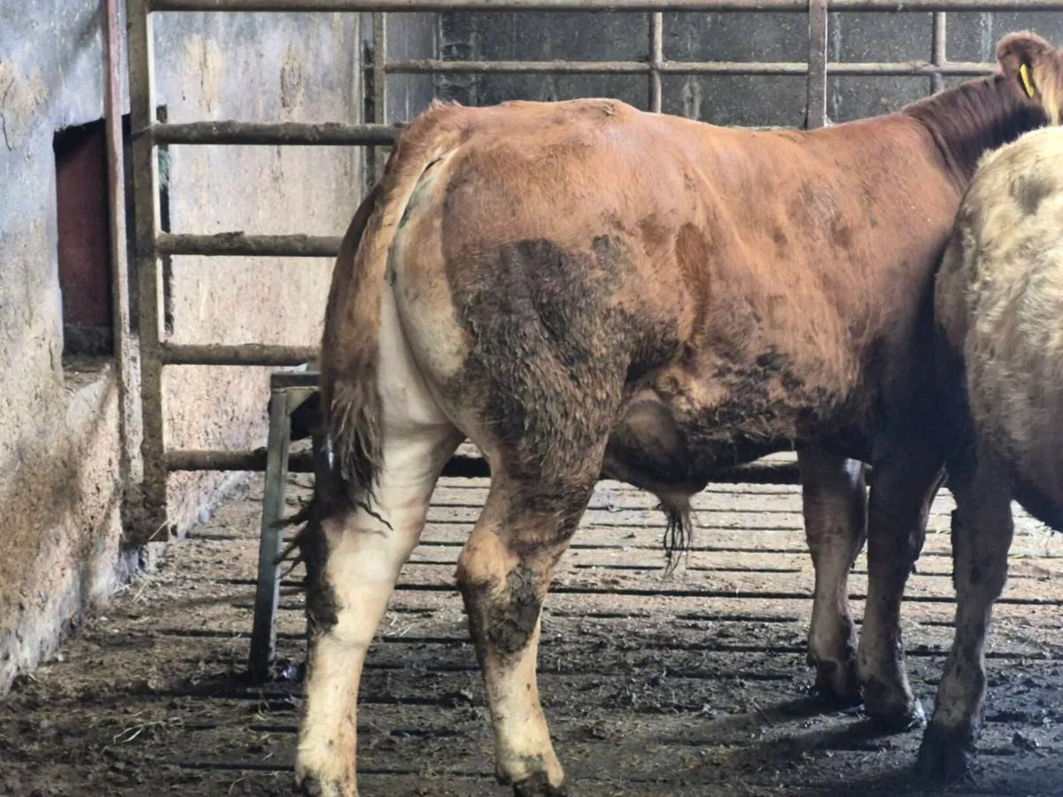 Top quality  bull weinlings - Image 2