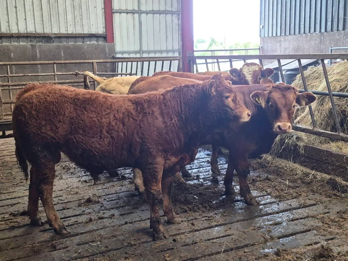 Top quality  bull weinlings - Image 4